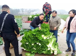 文軍扶貧 為愛發布 大關鎮 冬季蔬菜線上線下銷售忙