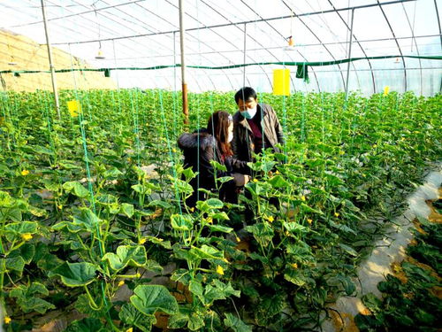 榆次區人民政府網