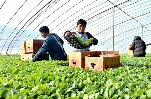 河北省邢臺市南和區 積極推廣蔬菜育苗集約化技術