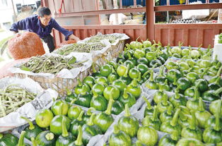 前鋒區推進蔬菜生產基地化 規模化 標準化 產業化發展