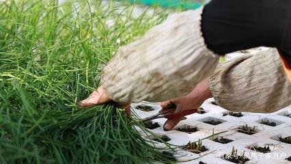 未來農業發展新思路:“集約工廠化生產”