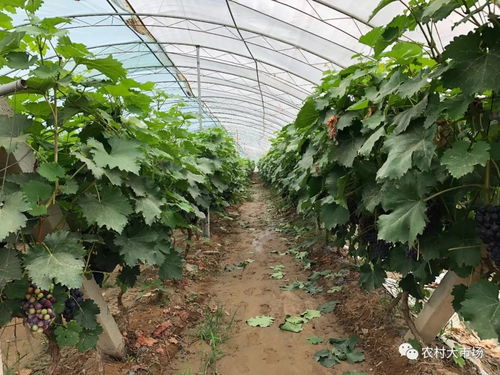 明日劇透 采農寶 跨界營銷 架起農產品產銷 天橋