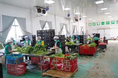 重固鎮徐姚村:念好“農業經”,打好“產業牌”