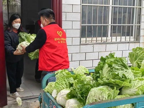 滎陽 讓 滯銷菜 變 暖心直銷菜