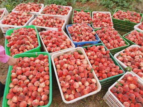 綿陽游仙 數字賦能古村落 喜看鐵爐變 金爐