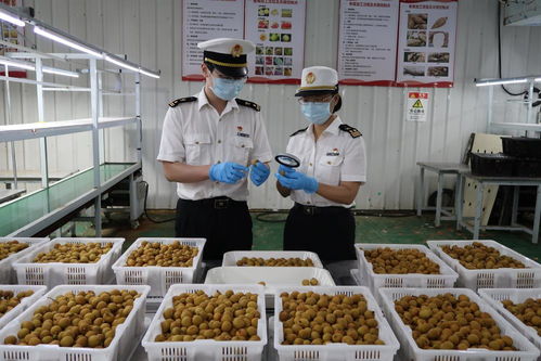 上半年水果出口量增長超五成,佛山海關助力嶺南水果擴大國際 朋友圈
