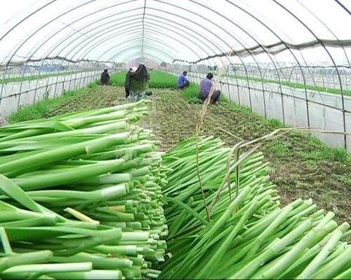 鎮江人,漲價了還難買