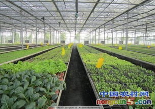 有機農業生產人數少,漂亮蔬菜銷售價格普遍都高