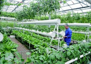 壽光推進蔬菜產業高質量發展