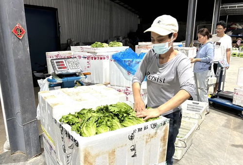 海南臨高供銷社農產品集散中心投運 日均供給平價蔬菜近2萬斤