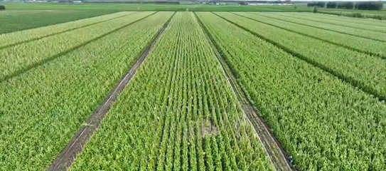 綏化市蘭西縣:豆角喜豐收 產業促振興