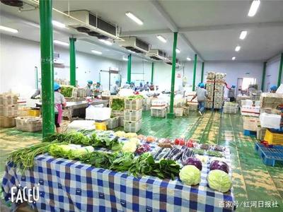 瀘西縣:蔬菜基地春意濃 按下復工復產“快進鍵”