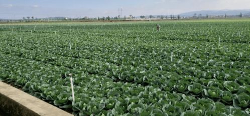 我市人大代表 政協委員赴云南開展農產品供深基地檢查督導