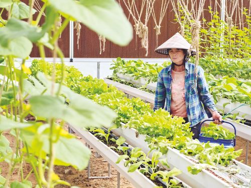 打造優質果蔬品牌 鼓起農戶 錢袋子