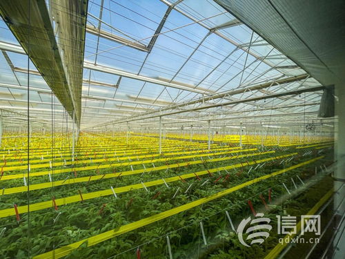 萬余品牌農產品亮相 青島農交會助推農業高質量發展提質增效鳳凰網青島