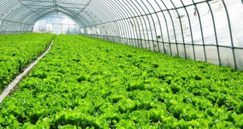 新鄉周邊蔬菜大棚搭建 蔬菜大棚鍍鋅管銷售