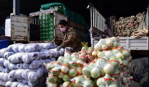 菜價回落,產業鏈恢復 這一個多月里,從業者們都經歷了什么