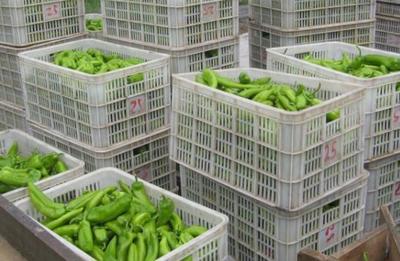 豫東漢子帶領村民脫貧致富,村民人均純收入1.5萬多元