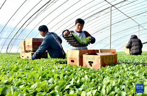 河北邢臺 冬日大棚育苗忙
