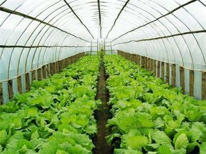 100畝土地承包種大棚蔬菜,兩年時間他怎么賠錢了 這幾點要注意