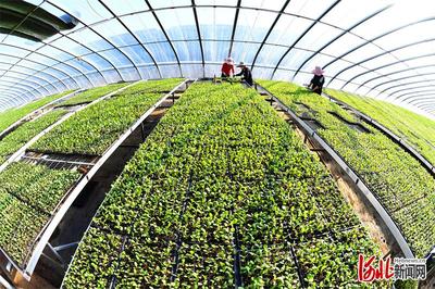 新技術新服務新產品助農增收--樂亭建設全國農業科技現代化先行縣探訪