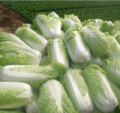 莞美膳食管理沙井工廠企業飯堂蔬菜配送