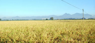 農產品企業選擇什么樣的銷售模式最靠譜