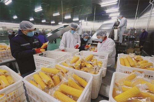 齊齊哈爾克東 速凍蔬菜訂單銷售旺