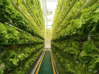 每年供滬菜超50萬噸 蘭陵菜博會將于4月15日在滬開幕