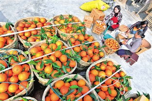 提質導向引領內江蔬菜產業發展，質量興農助推鄉村振興