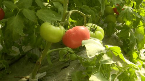 沿河灣鎮茶坊村 大棚蔬菜產銷兩旺，鄉村振興添活力