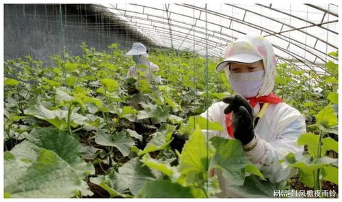 北大才子返鄉務農 從外交官夢到蔬菜經營的成功轉型