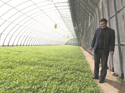 百日行動聚焦韭菜、芹菜，規范蔬菜生產經營