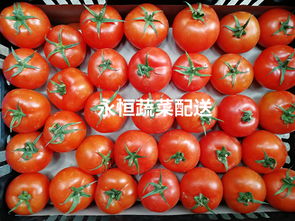 東莞市長安永恒蔬菜經(jīng)營部 優(yōu)質(zhì)蔬菜與創(chuàng)新服務(wù)的經(jīng)營動(dòng)態(tài)