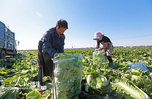 河北玉田 白菜采收繁忙，蔬菜經(jīng)營迎來豐收時(shí)節(jié)