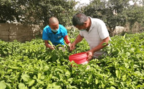 博州多方攜手紓解農家蔬菜銷售困境，共促蔬菜經營發展